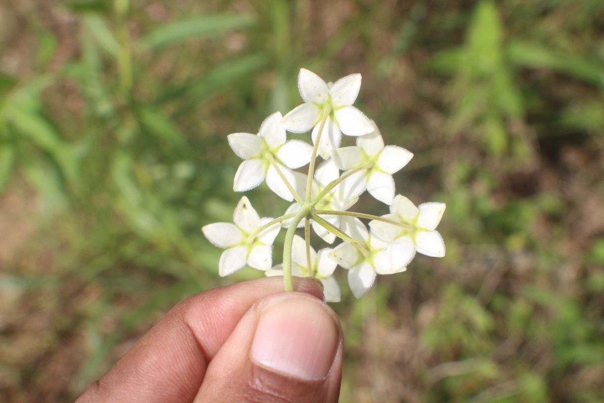 Gomphocarpus physocarpus E.Mey.